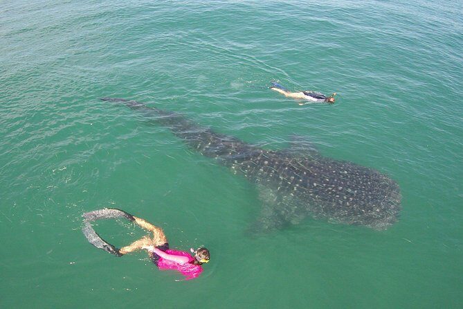 Whale-Shark Snorkeling Excursion to La Paz - The Sum Up