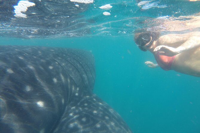 Whale-Shark Snorkeling Excursion to La Paz - FAQ
