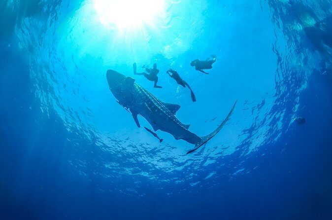 Whale Shark Snorkeling Experience from Cancun and Riviera Maya - Practical Tips for a Smooth Experience