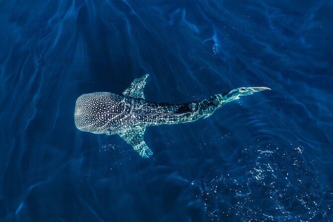 Whale Shark Snorkeling Experience from Cancun and Riviera Maya - Authentic Perspectives from Travelers
