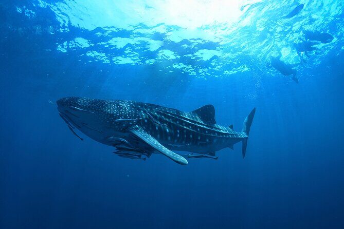 Whale Shark Snorkeling Experience from Cancun and Riviera Maya - The Sum Up: Who Should Consider This Tour?