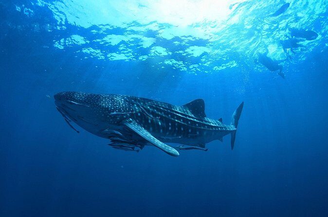 Whale Shark Snorkeling Experience from Cancun and Riviera Maya - FAQ