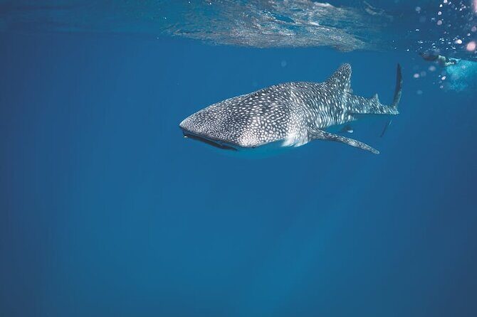 Whale Shark Snorkeling in La Paz - What the Tour Offers