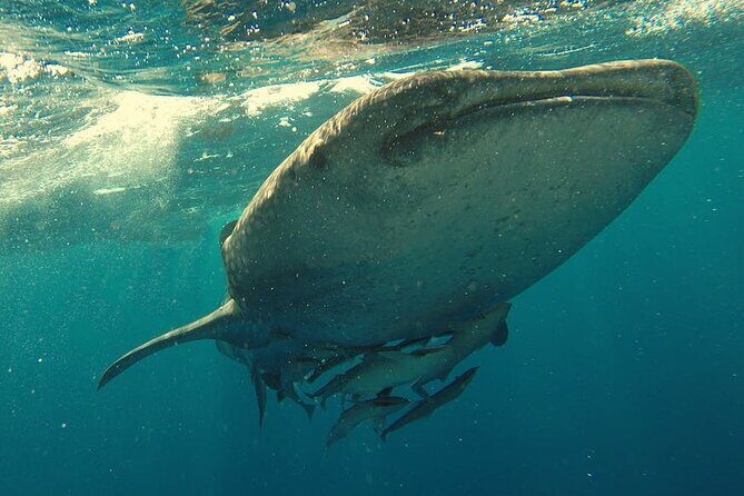 Whale Shark Snorkeling in La Paz - The Experience: What Travelers Say
