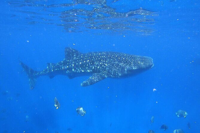 Whale Shark Snorkeling in La Paz - Who Should Consider This Tour?