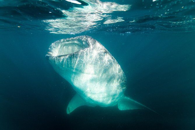 Whale Shark snorkeling tour in a reduced group with local marine biologist - The Itinerary and Water Experience