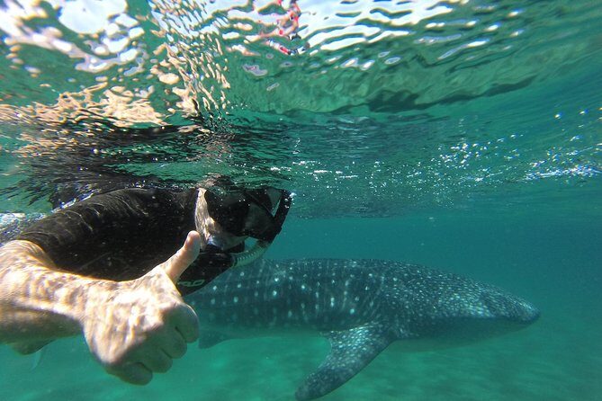 Whale Shark snorkeling tour in a reduced group with local marine biologist - Additional Touches and Comfort