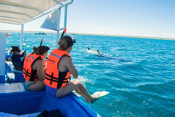 Whale Shark snorkeling tour in a reduced group with local marine biologist - The Impact of Weather and Seasonality
