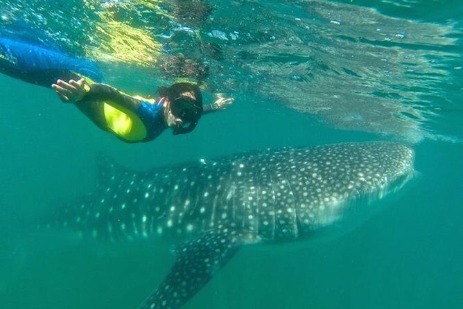 Whale Shark Swim Adventure in La Paz - The Experience Breakdown: What to Expect