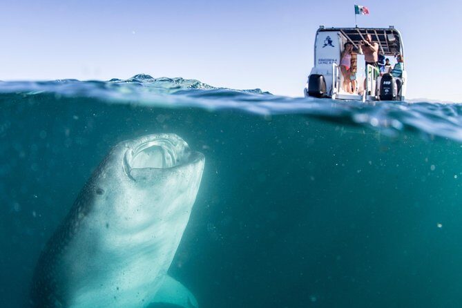 Whale Shark Swim Adventure in La Paz - Who Will Love This Tour?