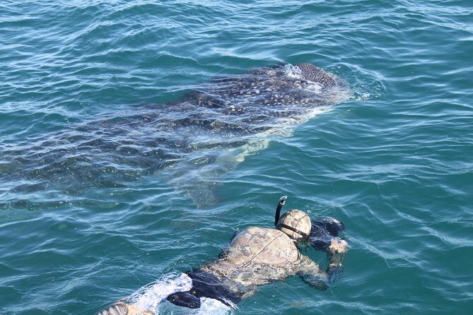 Whale Shark Swim Adventure in La Paz - Practical Tips for Your Tour