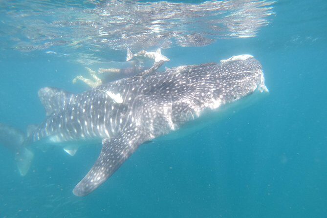 Whale Shark Swim Adventure in La Paz - FAQ
