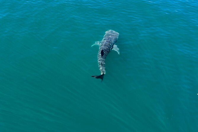 Whale Shark Swim Adventure in La Paz - Final Thoughts