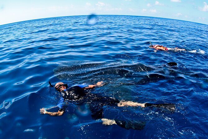 Whale Shark Swim Adventure SMALL GROUP from Cancun - Key Points