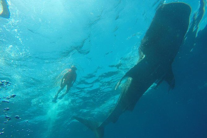 Whale Shark Swim Adventure SMALL GROUP from Cancun - FAQ