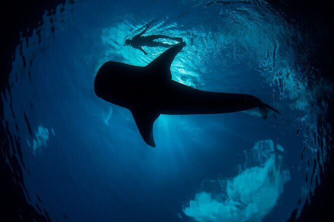 Whale Shark Swimming Adventure from Cancun & Riviera Maya - Seasonal June/Sept - The Itinerary: What to Expect on Your Whale Shark Day