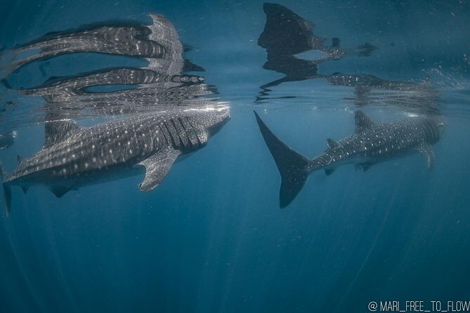 Whale Shark Swimming Adventure from Cancun & Riviera Maya - Seasonal June/Sept - The Experience: Why It Stands Out