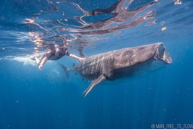 Whale Shark Swimming Adventure from Cancun & Riviera Maya - Seasonal June/Sept - The Value Proposition
