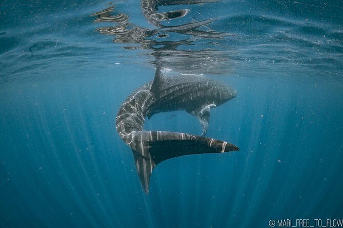 Whale Shark Swimming Adventure from Cancun & Riviera Maya - Seasonal June/Sept - Who Should Consider This Tour?