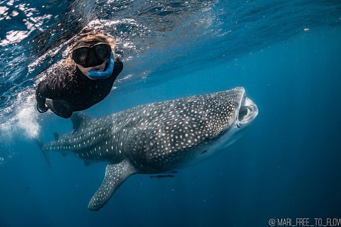 Whale Shark Swimming Adventure from Cancun & Riviera Maya - Seasonal June/Sept - The Sum Up: Is It Worth It?