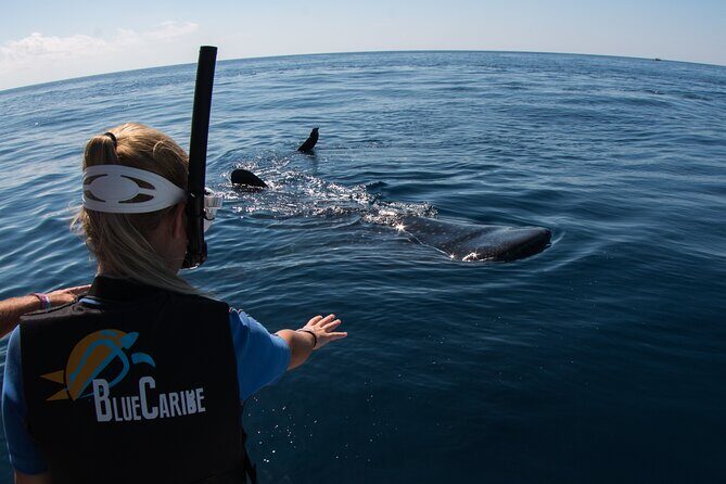 Whale Shark Swimming Adventure from Cancun & Riviera Maya - Seasonal June/Sept - FAQ