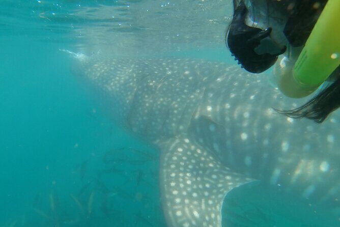 Whale Shark Swimming Adventure: Small Group with Marine Biologist - Dealing with Unpredictability: Weather and Wildlife