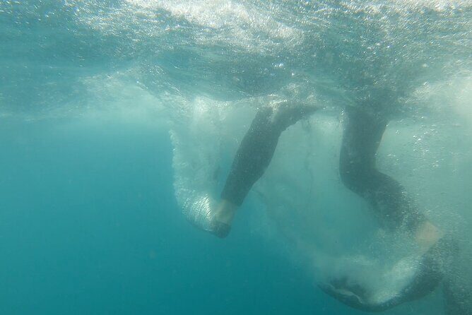 Whale Shark Swimming Adventure: Small Group with Marine Biologist - Practical Tips for Future Swimmers