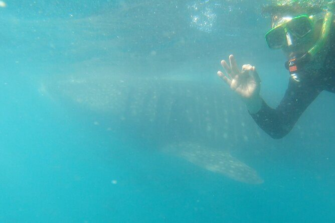 Whale Shark Swimming Adventure: Small Group with Marine Biologist - Who Will Love This Tour?