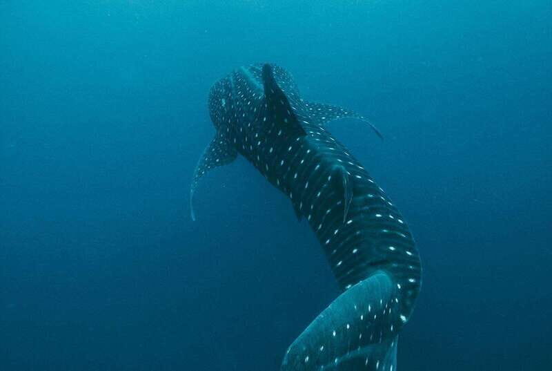 Whale Shark swimming ocean safari all included tour - Key Points