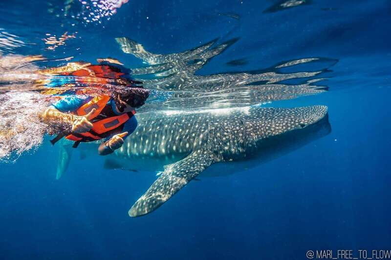 Whale Shark swimming ocean safari all included tour - An Authentic and Practical Review of the Whale Shark Ocean Safari