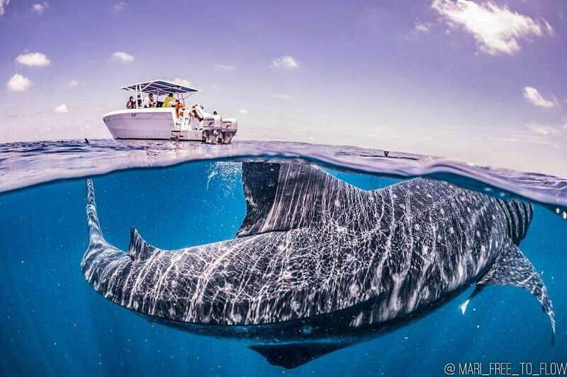 Whale Shark swimming ocean safari all included tour - The Sum Up: Is It Worth It?