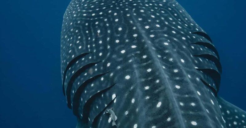 Whale Shark swimming ocean safari all included tour - FAQ
