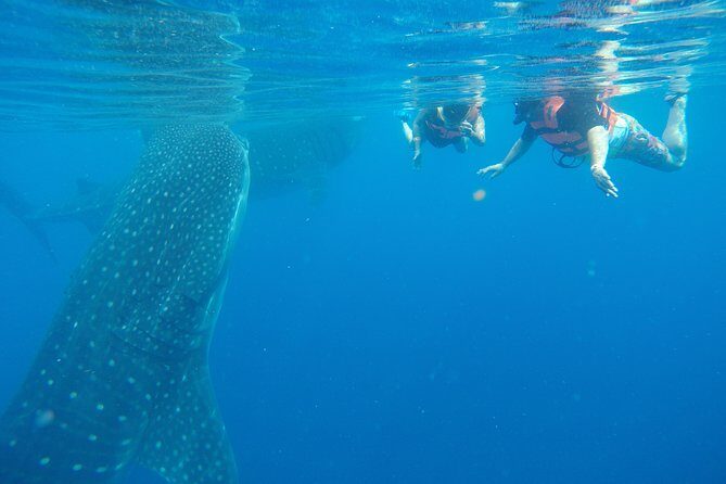 Whale Shark Tour from Cancun and Playa Del Carmen - Key Points