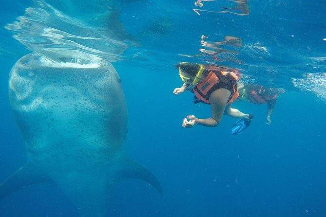 Whale Shark Tour from Cancun and Playa Del Carmen - The Itinerary: What You Can Expect