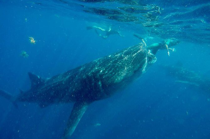 Whale Shark Tour from Cancun and Playa Del Carmen - Authentic Reviews: What Travelers Are Saying
