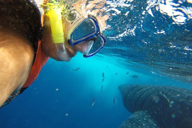 Whale Shark Tour from Cancun and Playa Del Carmen - The Sum Up: Who Will Love This Tour?