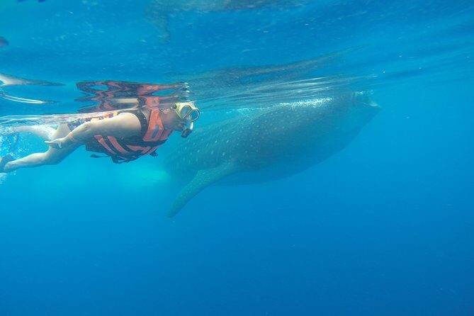 Whale Shark Tour from Cancun and Playa Del Carmen - FAQ: Practical Questions Answered