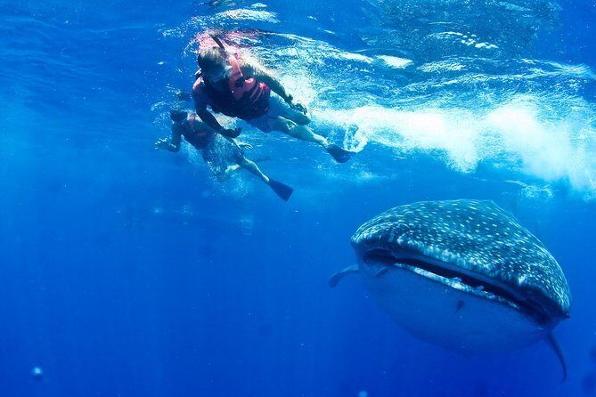 Whale Shark Tour from Cancun, Playa del Carmen, Tulum and Riviera Maya - A Detailed Look at the Whale Shark Tour Experience