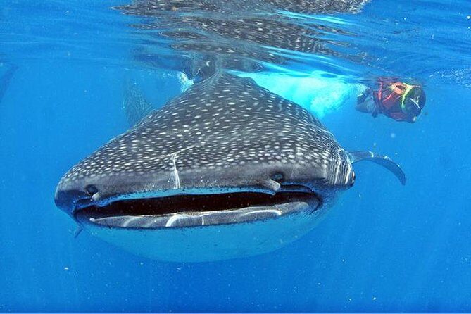 Whale Shark Tour from Cancun, Playa del Carmen, Tulum and Riviera Maya - FAQs