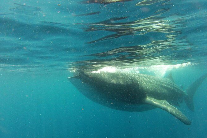 Whale Shark Tour from Holbox Island - The Experience and Its Value