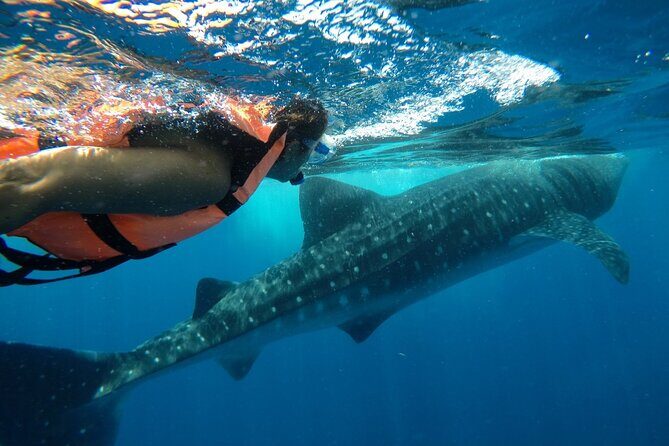 Whale Shark Tour from Holbox Island - The Sum Up