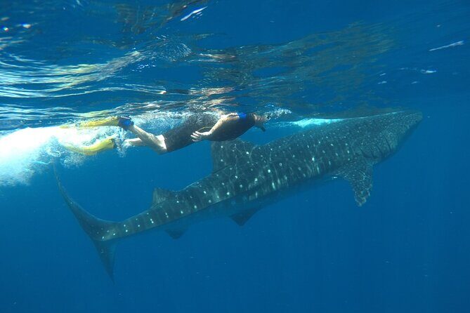 Whale Shark Tour from Holbox Island - FAQ