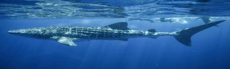 Whale Shark Tour in Cancun in Italian - Key Points