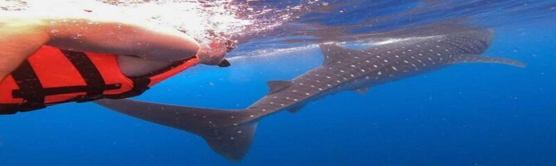 Whale Shark Tour in Cancun in Italian - An In-Depth Look at the Whale Shark Tour in Cancun