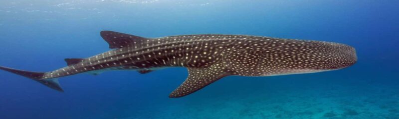 Whale Shark Tour in Cancun in Italian - The Sum Up