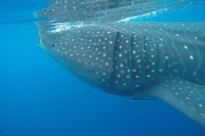 Whale Shark Tour Isla Mujeres - Final Thoughts