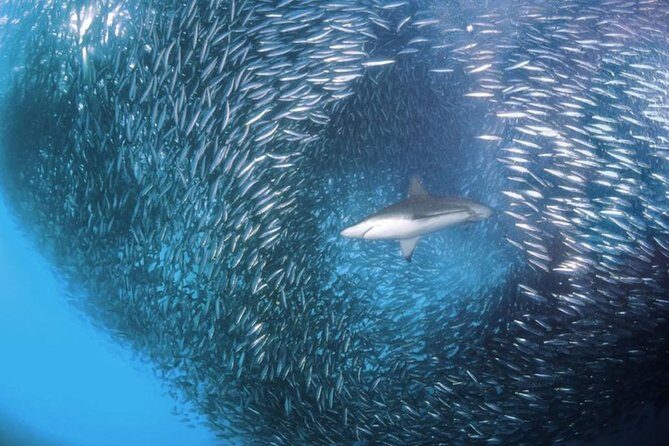 Whale Shark & Tumalog Falls & Sumilon Sandbar & Pescador Island with Sardines - FAQ