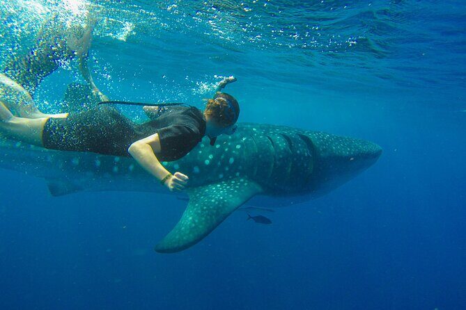 Whale Shark Watching and Snorkeling Experience on Contoy Island - An In-Depth Look at the Tour Experience