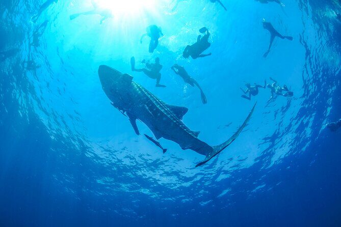 Whale Shark Watching and Snorkeling Experience on Contoy Island - FAQs