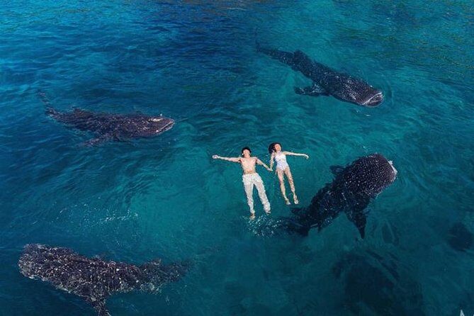Whale Shark Watching & Tumalog Falls & Kawasan Falls - Key Points